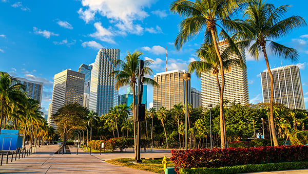 Palm tree rows in city