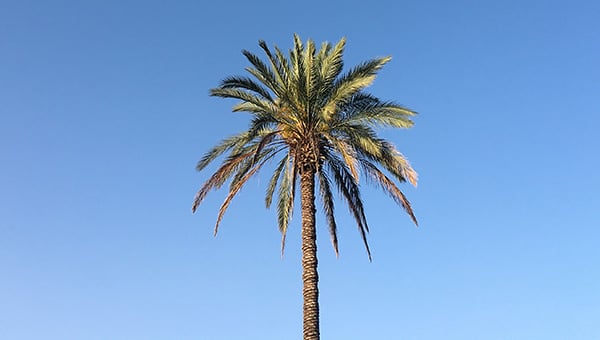 Single palm tree on sky background