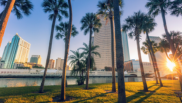 Palms trees downtown buildings.